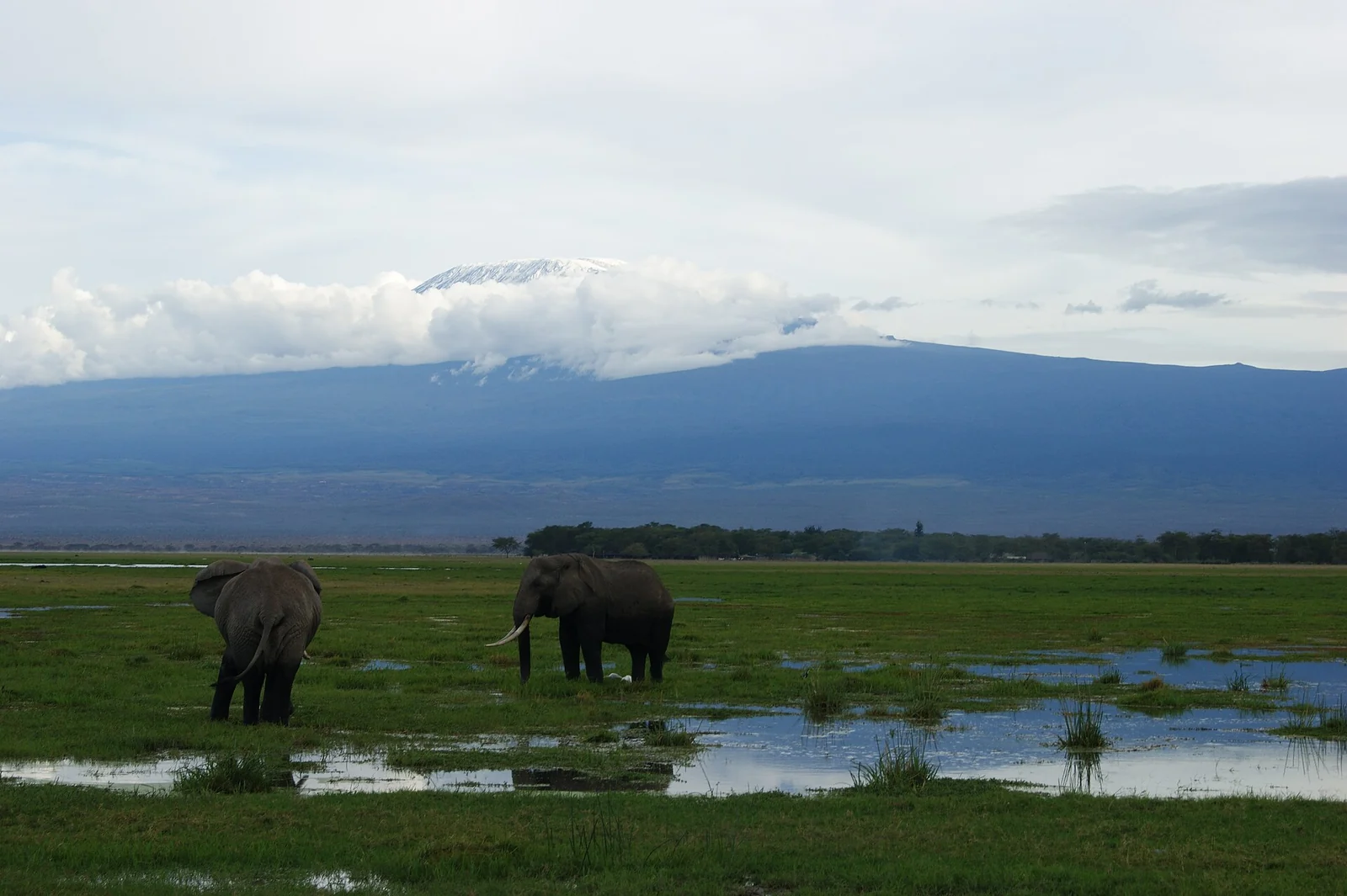Elephants in Amboseli National Park, Kenya, with Mount Kilimanjaro behind