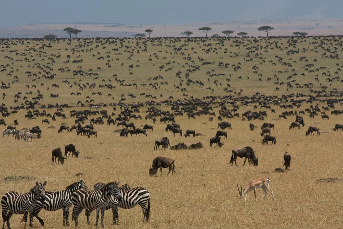 Wildebeest and zebra on the Maasai Mara plains, Kenya