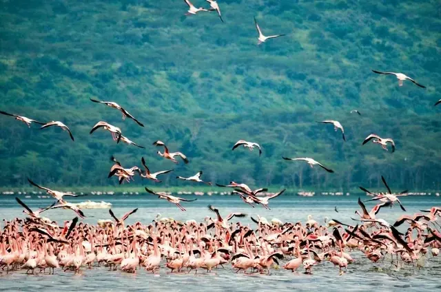 Flamingos by Lake Nakuru, Kenya (client Lake Nakuru & Amboseli package photo)