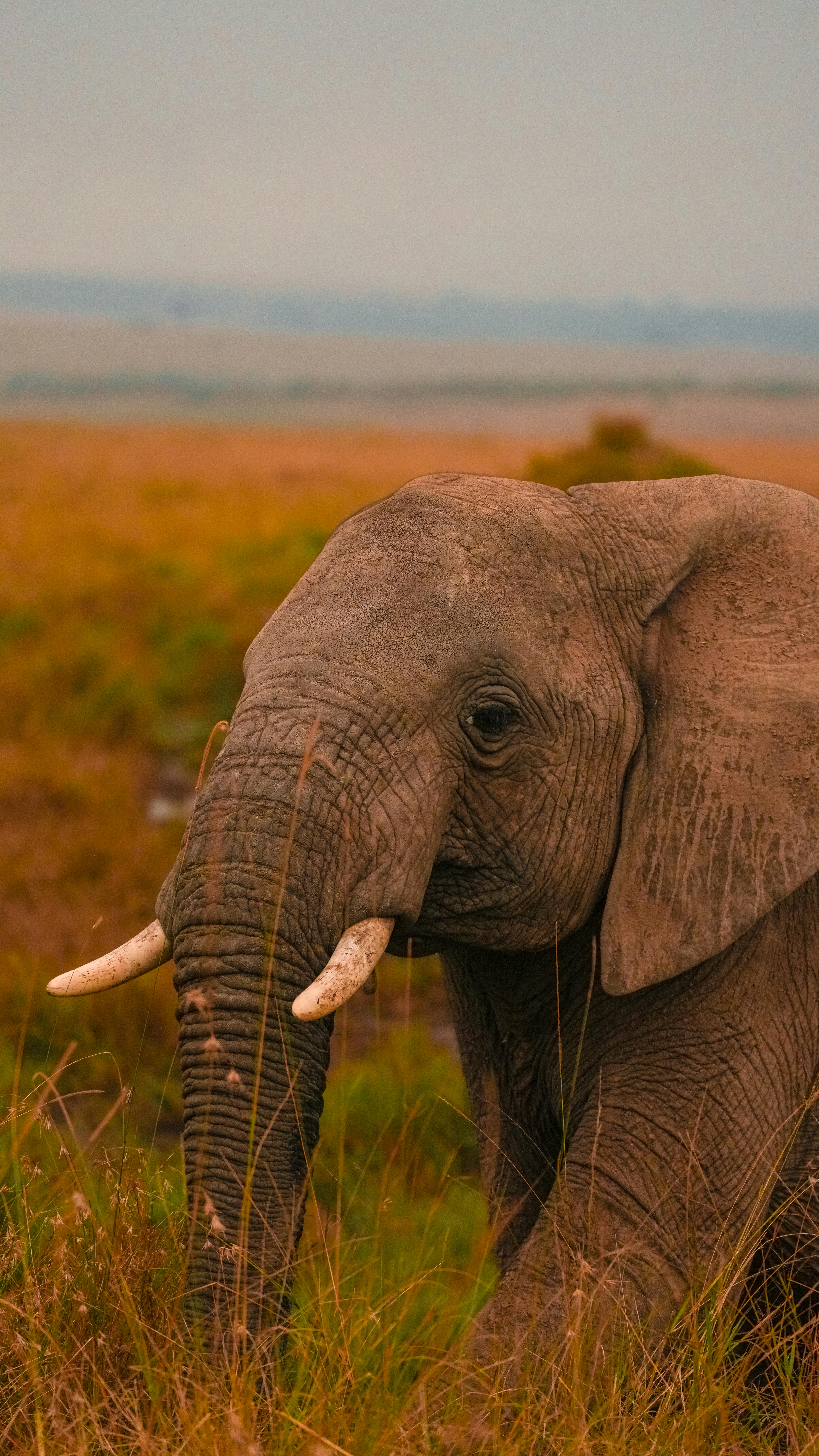 South Africa Tours