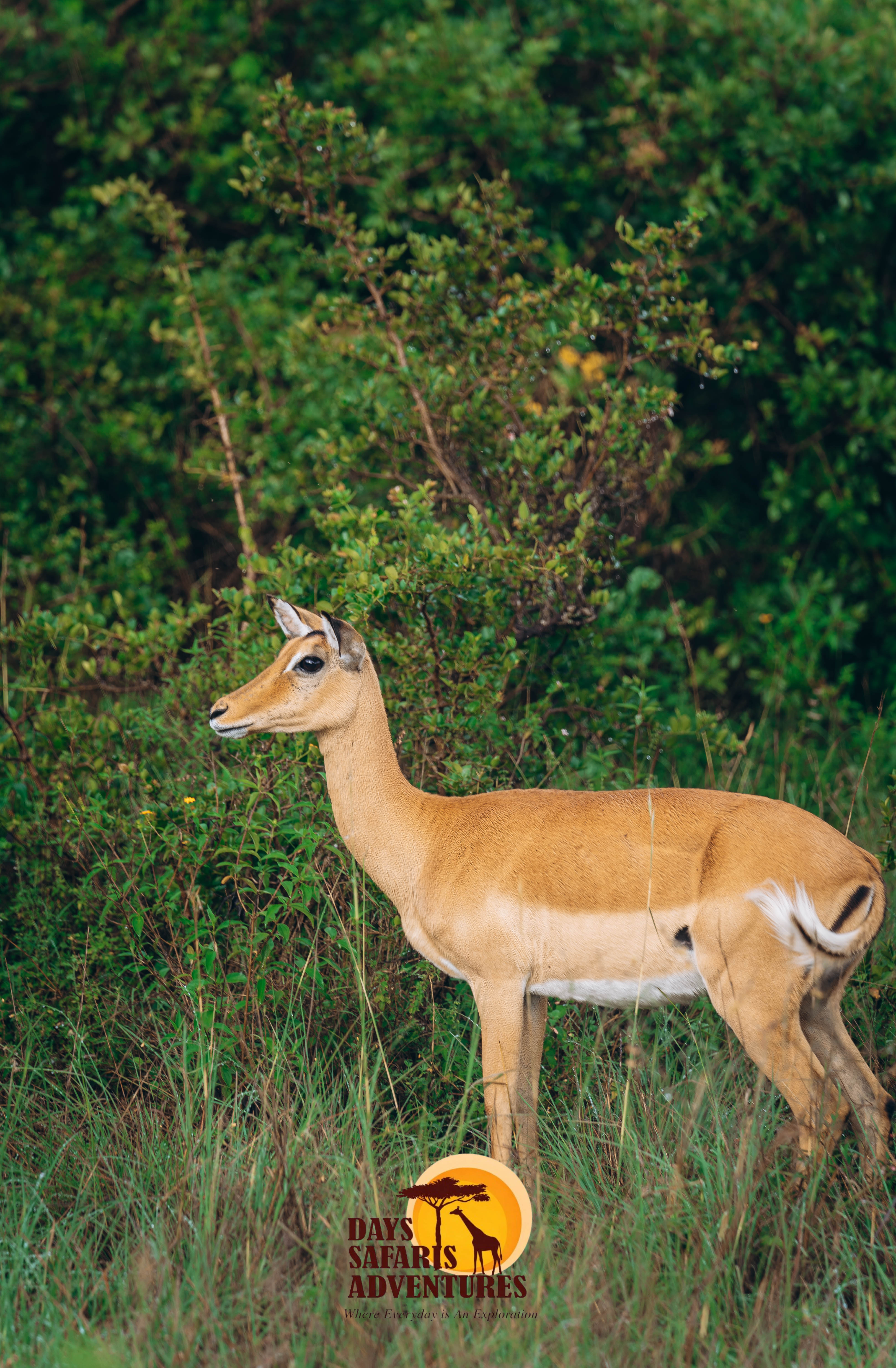About Day Safaris