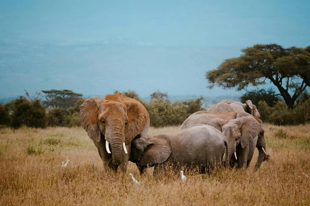 African Wildlife Safaris